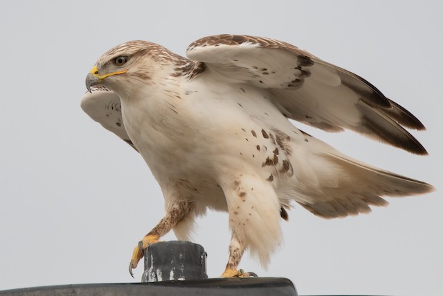 アカケアシノスリ Ebird