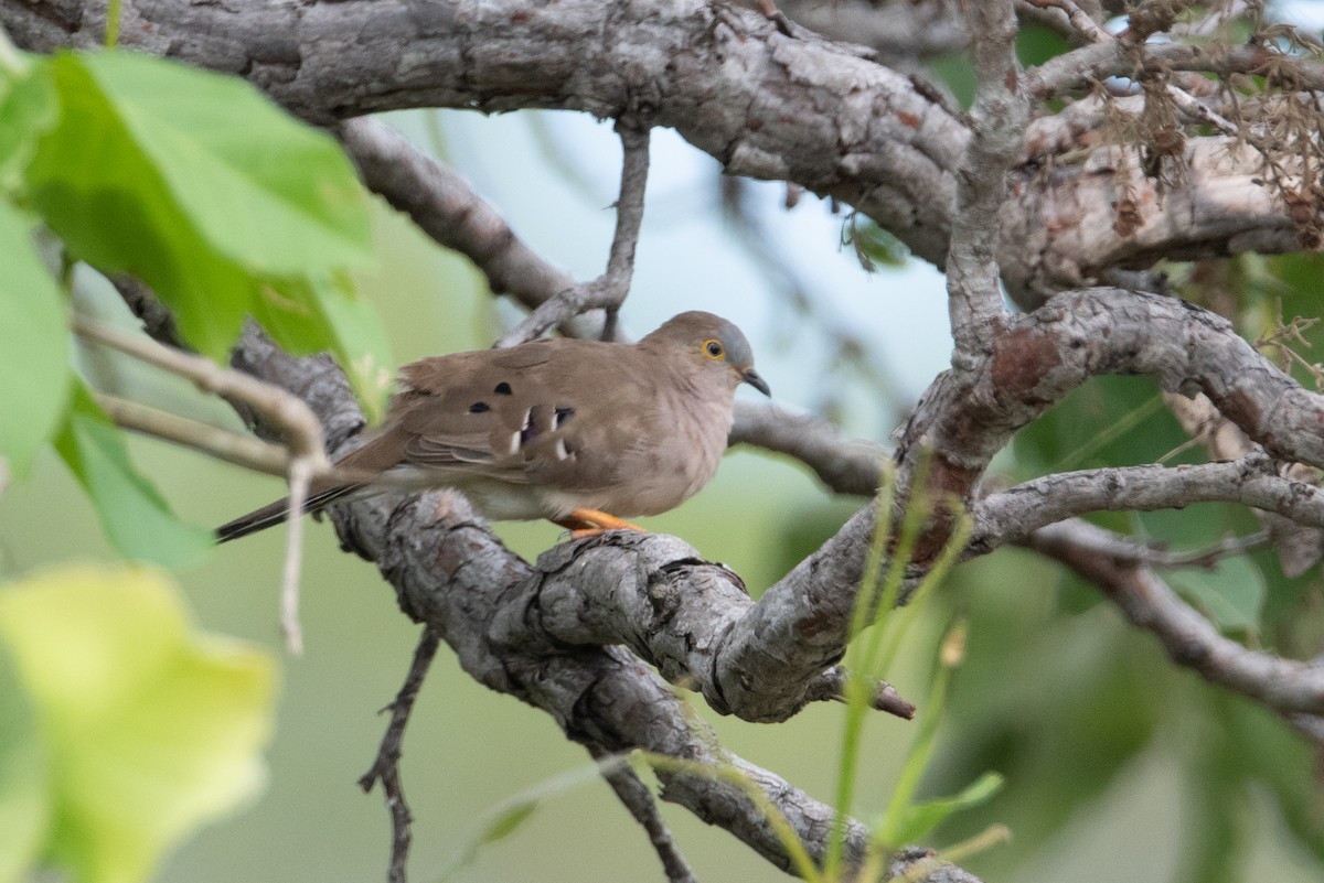 Long-tailed Ground Dove - ML398149661