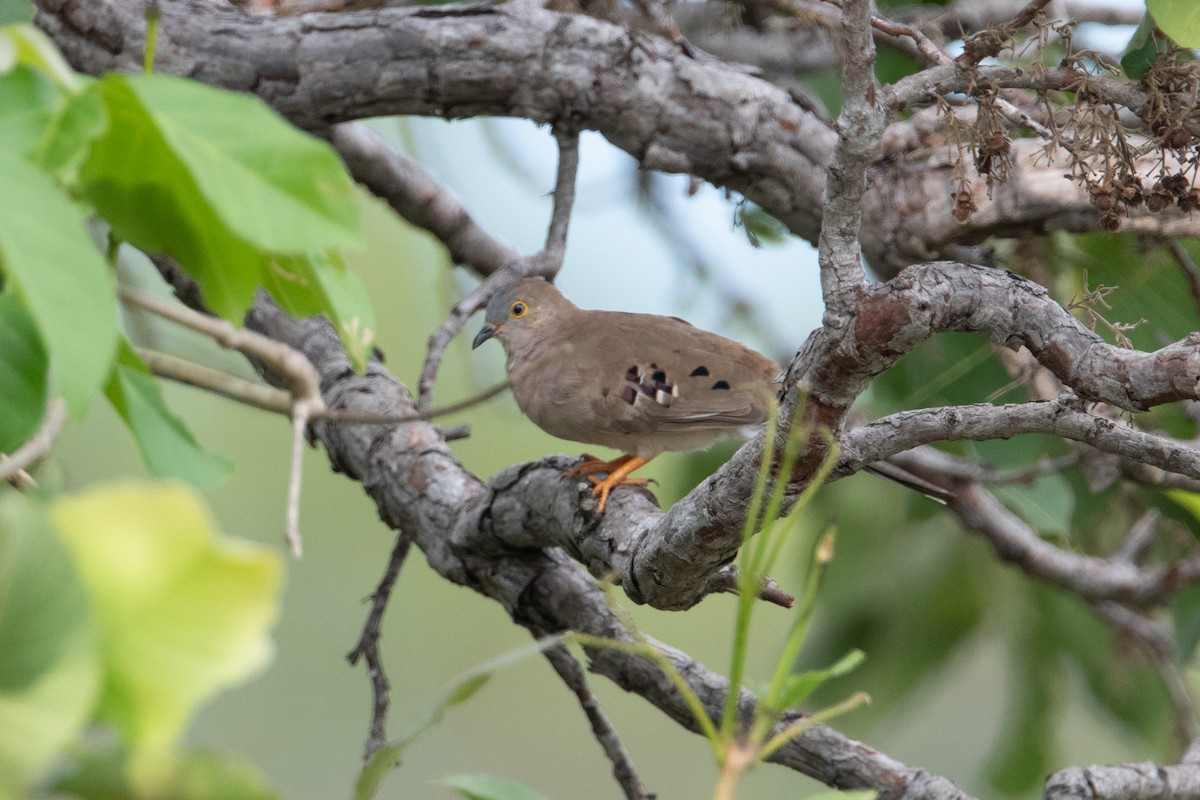 Long-tailed Ground Dove - John C. Mittermeier