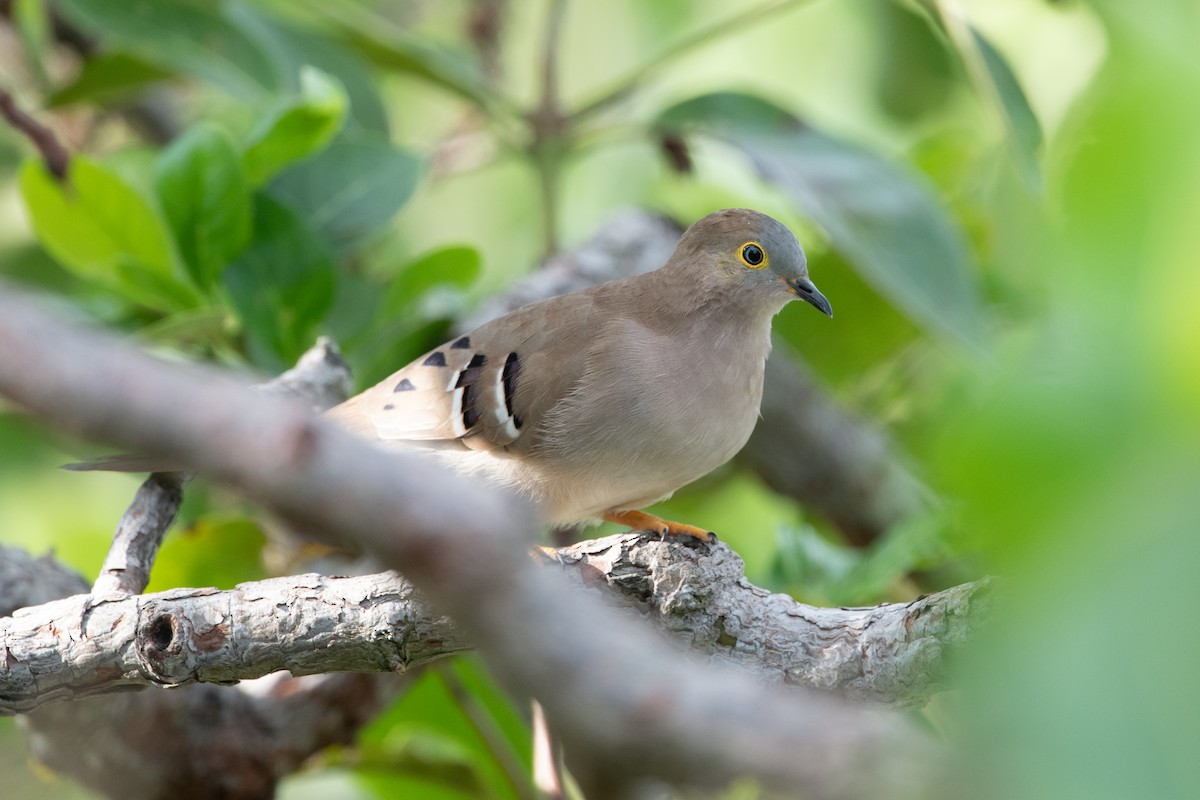 Long-tailed Ground Dove - ML398149711