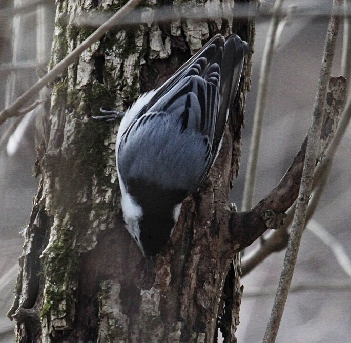 White-breasted Nuthatch - Henry Meade