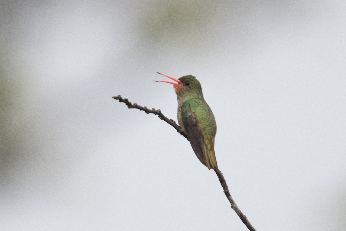 Gilded Hummingbird - John C. Mittermeier
