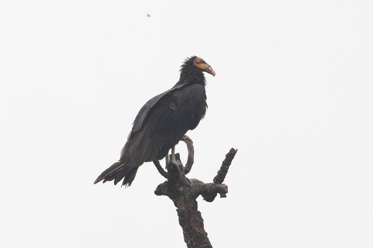 Lesser Yellow-headed Vulture - ML398152991