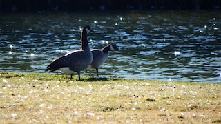 Cackling Goose, ML39815381