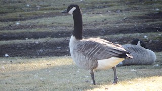 Canada Goose, ML39815481