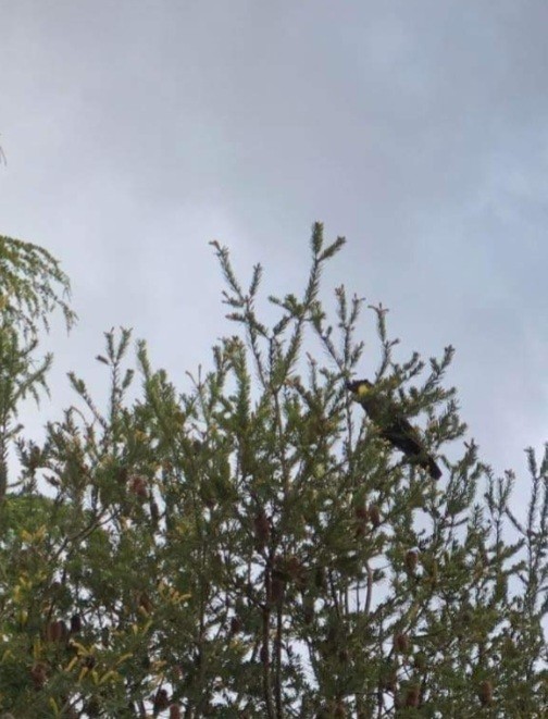 Yellow-tailed Black-Cockatoo - ML398155161