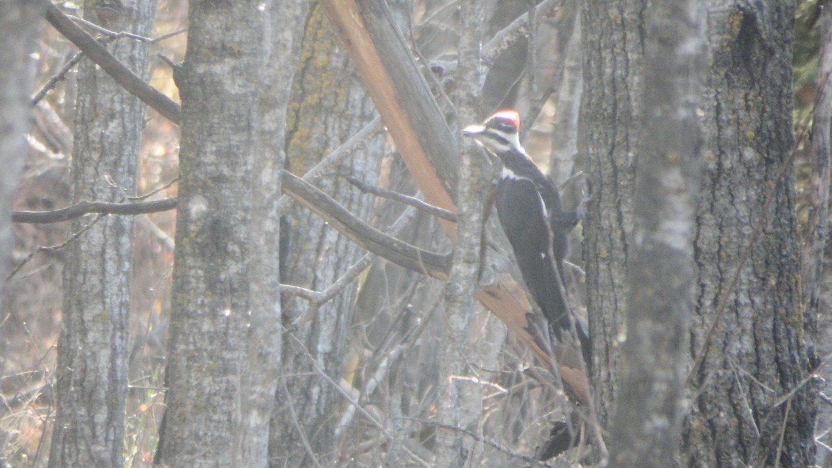 Pileated Woodpecker - Aaron  Ludwig