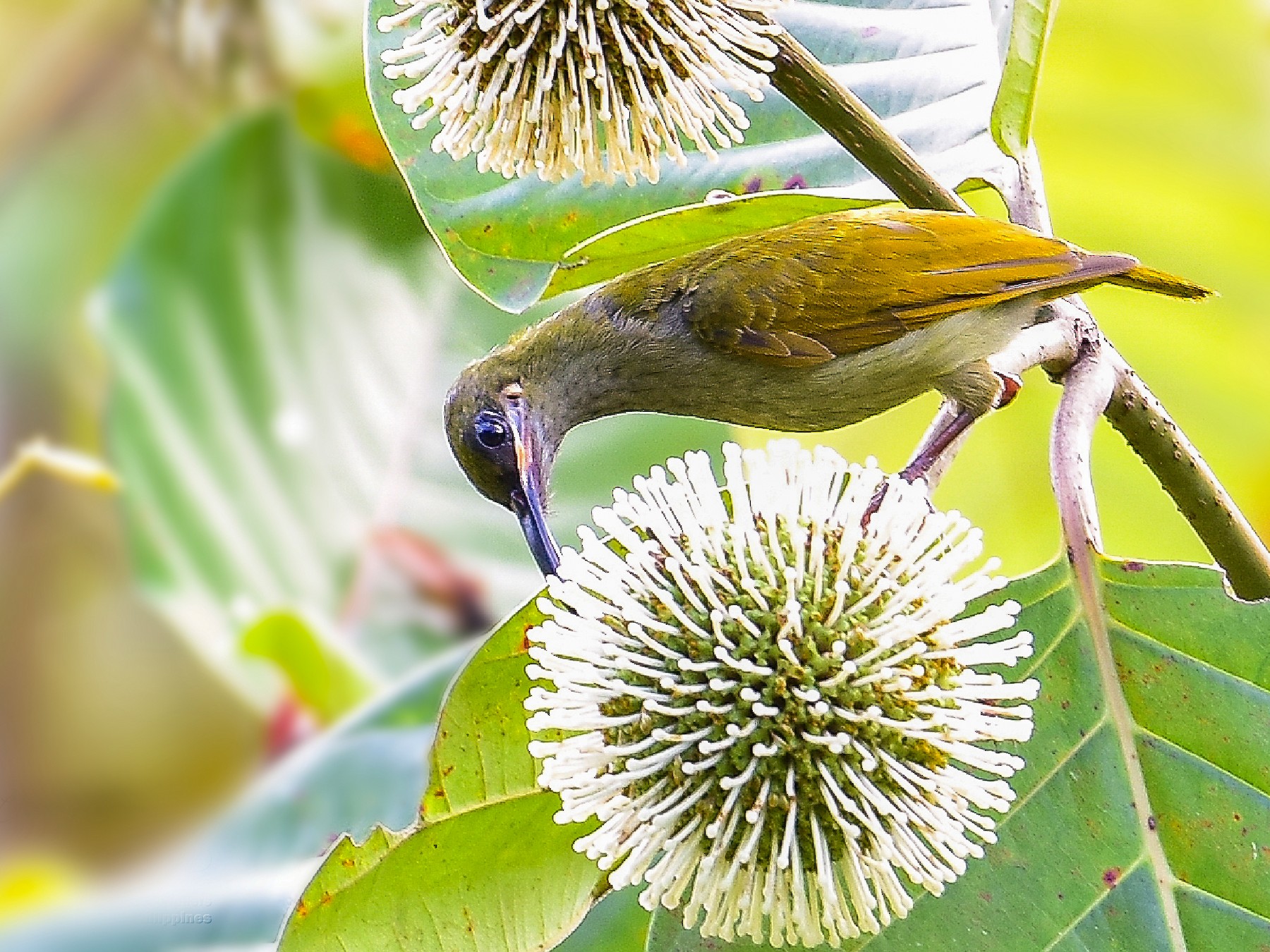 Naked-faced Spiderhunter - Christopher Cocuangco