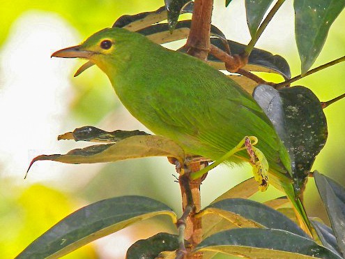 Philippine Leafbird - Pete Morris