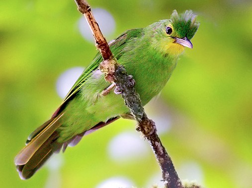 Philippine Leafbird - REY STA ANA