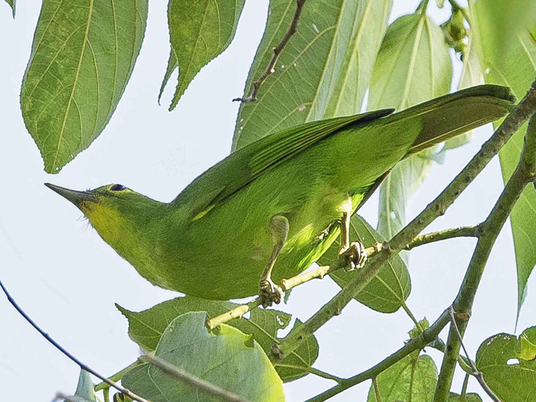 Philippine Leafbird - Ramon Quisumbing