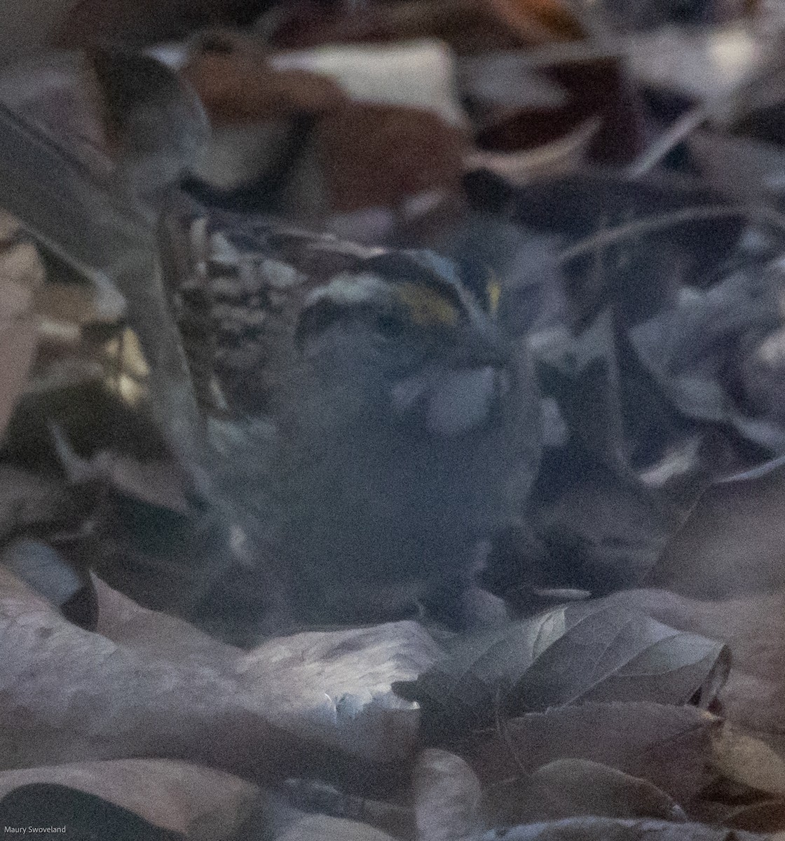 White-throated Sparrow - Maury Swoveland