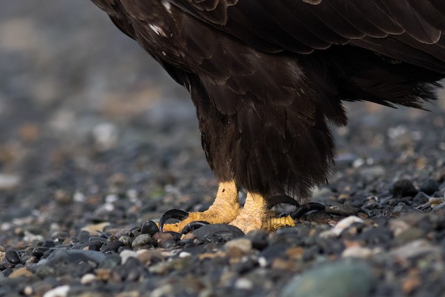 Feet and legs. - Bald Eagle - 
