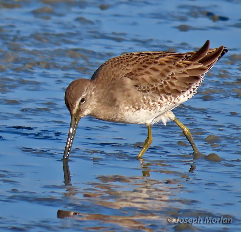 Long-billed Dowitcher - ML398160201