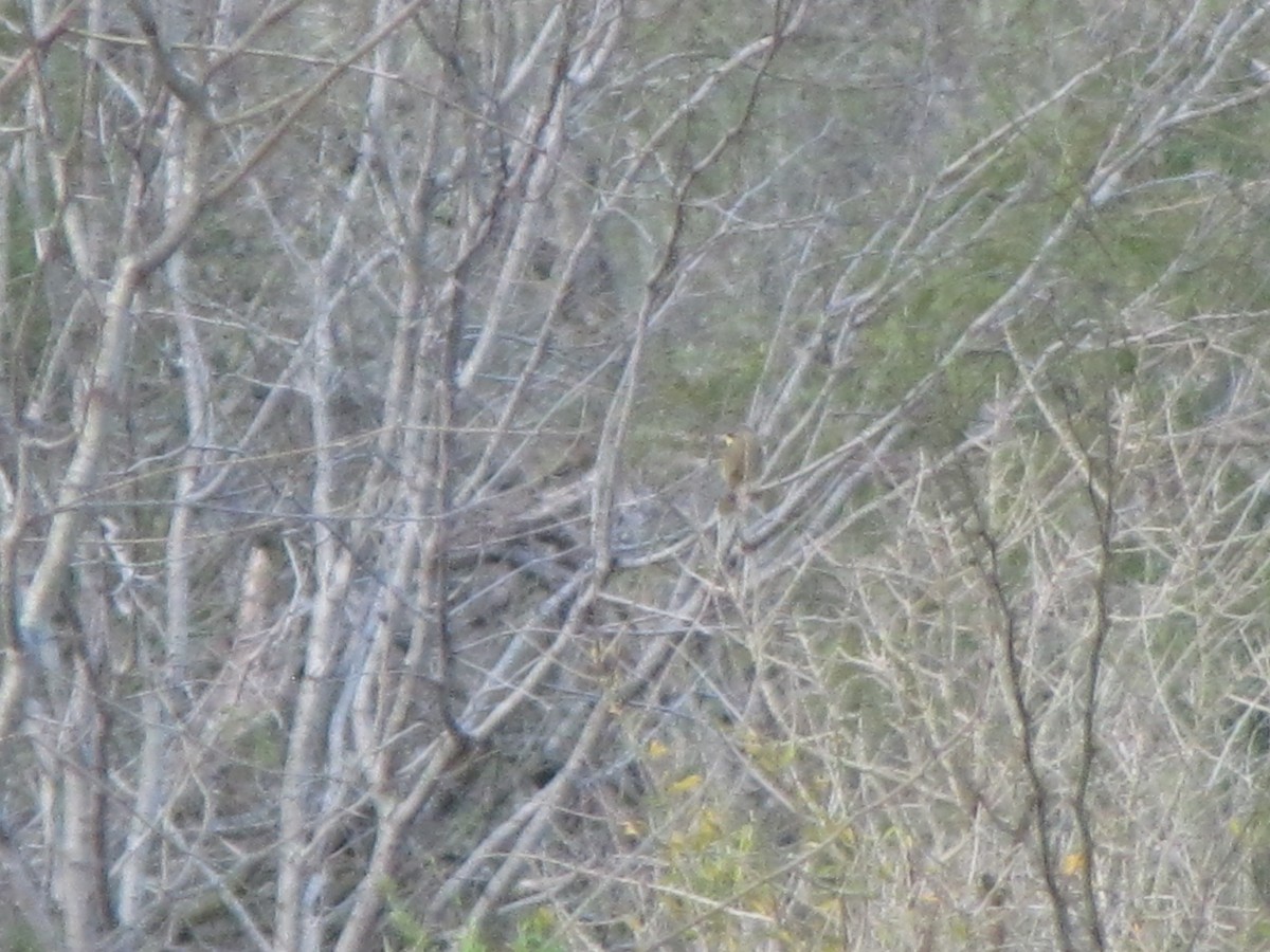 Gray-crowned Yellowthroat - ML398162161