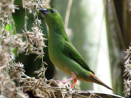 Green-faced Parrotfinch - Irene  Dy