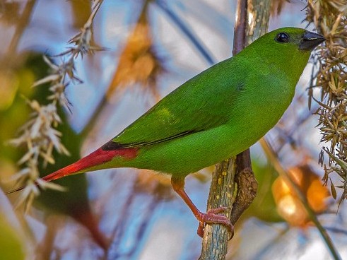 Green-faced Parrotfinch