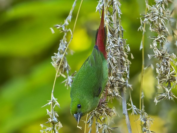 Green-faced Parrotfinch - Ramon Quisumbing