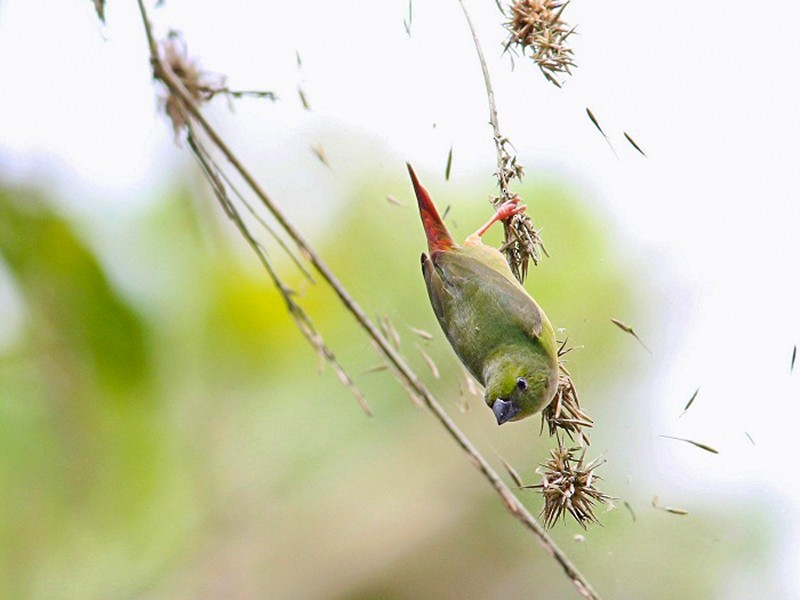 Green-faced Parrotfinch - Irene  Dy