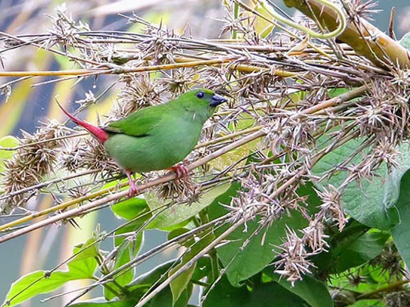 Green-faced Parrotfinch - Ramon Quisumbing