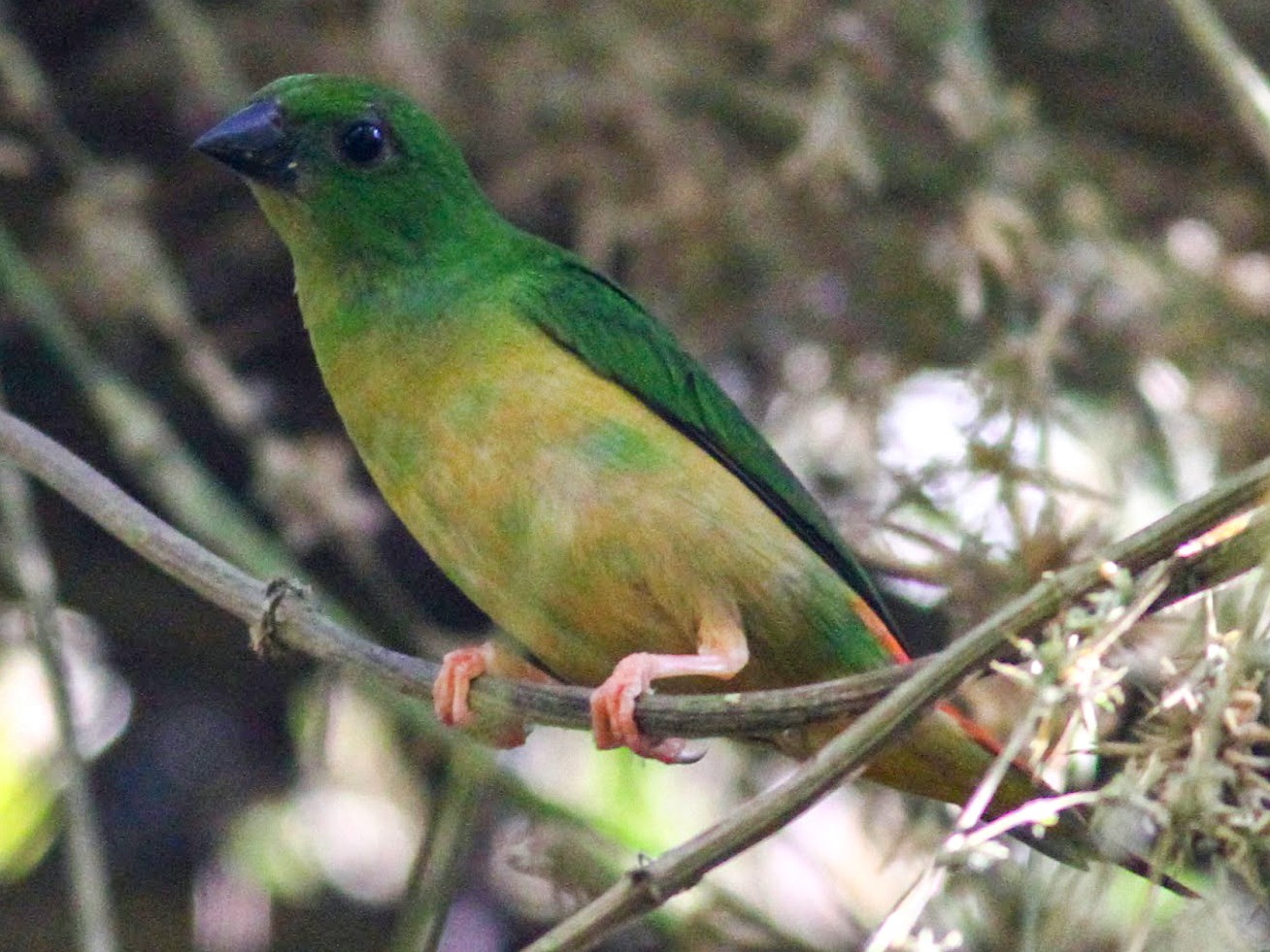 Green-faced Parrotfinch - Paul Bourdin