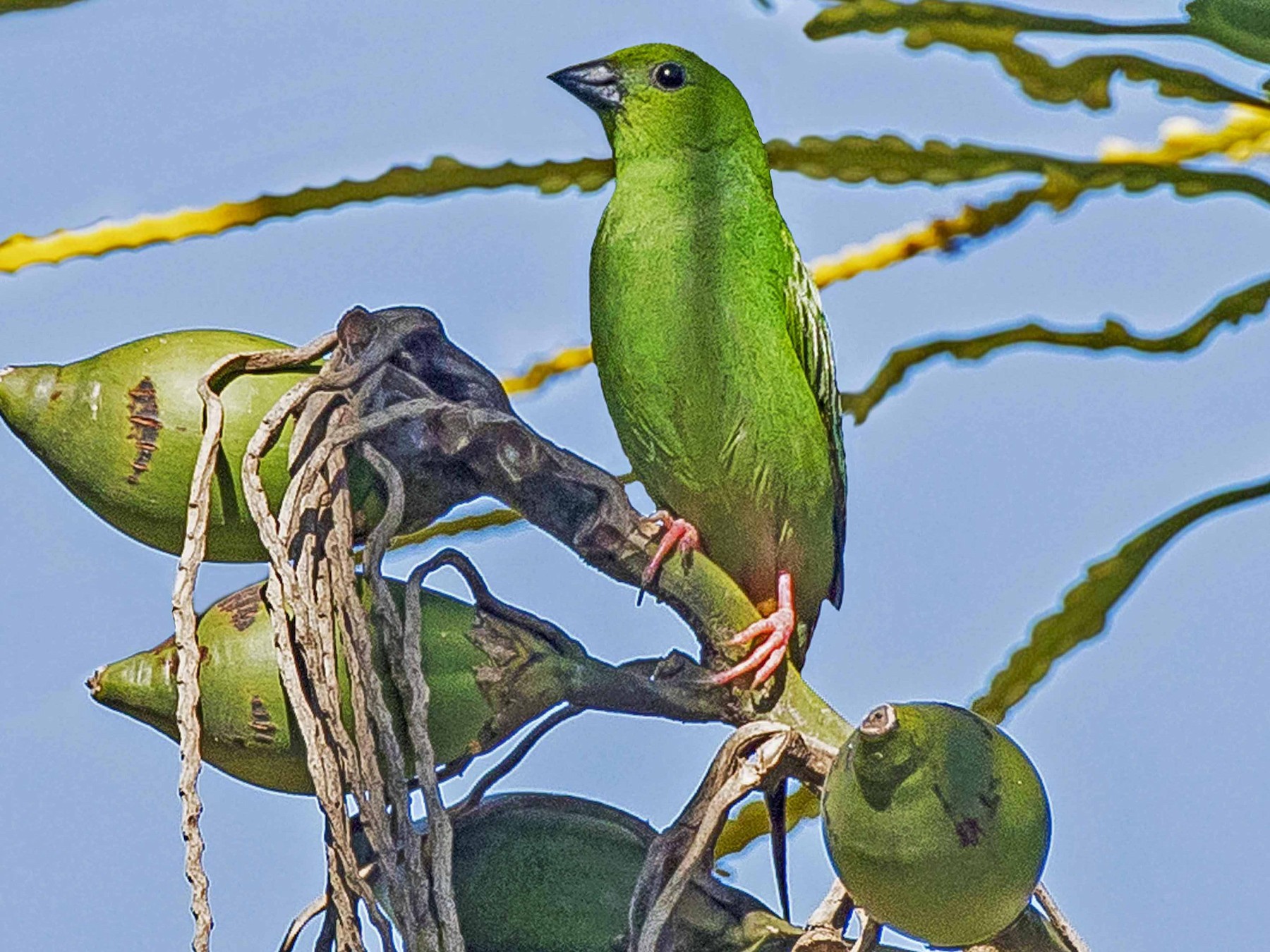 Green-faced Parrotfinch - Ramon Quisumbing
