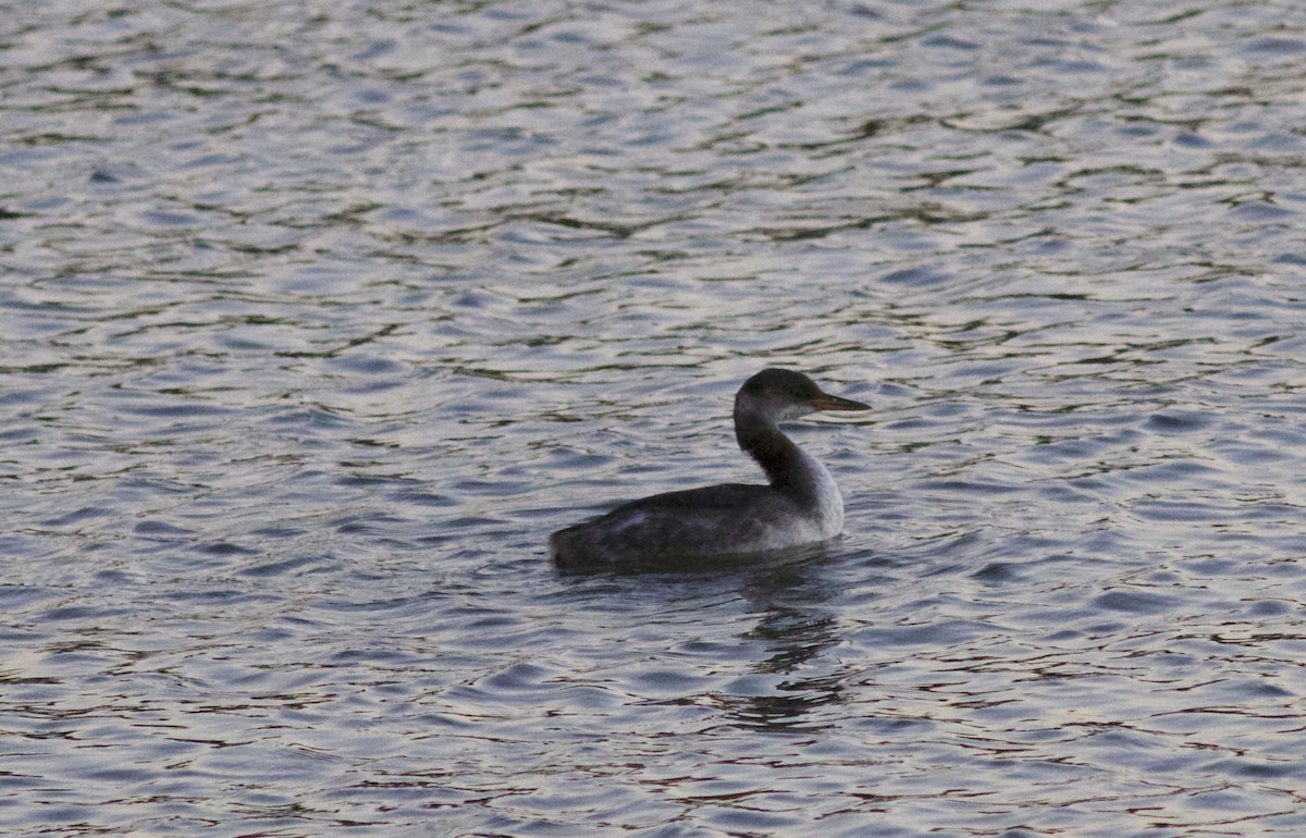 Red-necked Grebe - Brian Quindlen