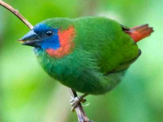 ホオアカセイコウチョウ - eBird