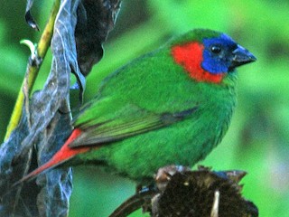  - Red-eared Parrotfinch
