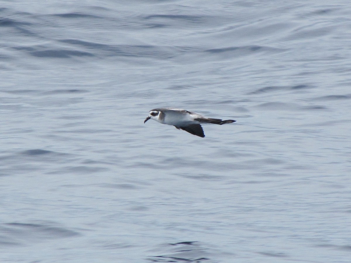 White-faced Storm-Petrel - ML398167641