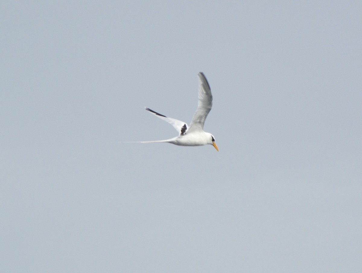White-tailed Tropicbird - ML398168811