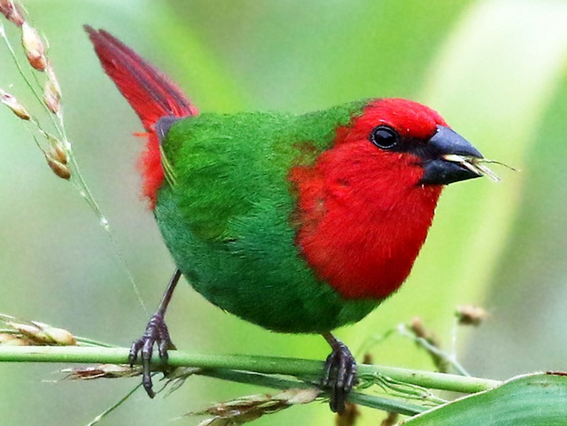 Red-throated Parrotfinch - Andrew Spencer