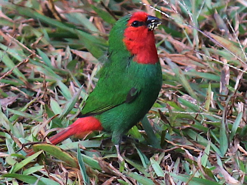 Red-throated Parrotfinch - Stephan Lorenz