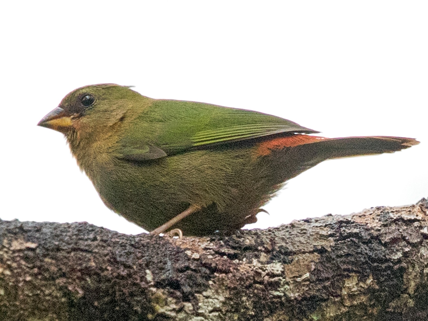 Red-throated Parrotfinch - David Irving