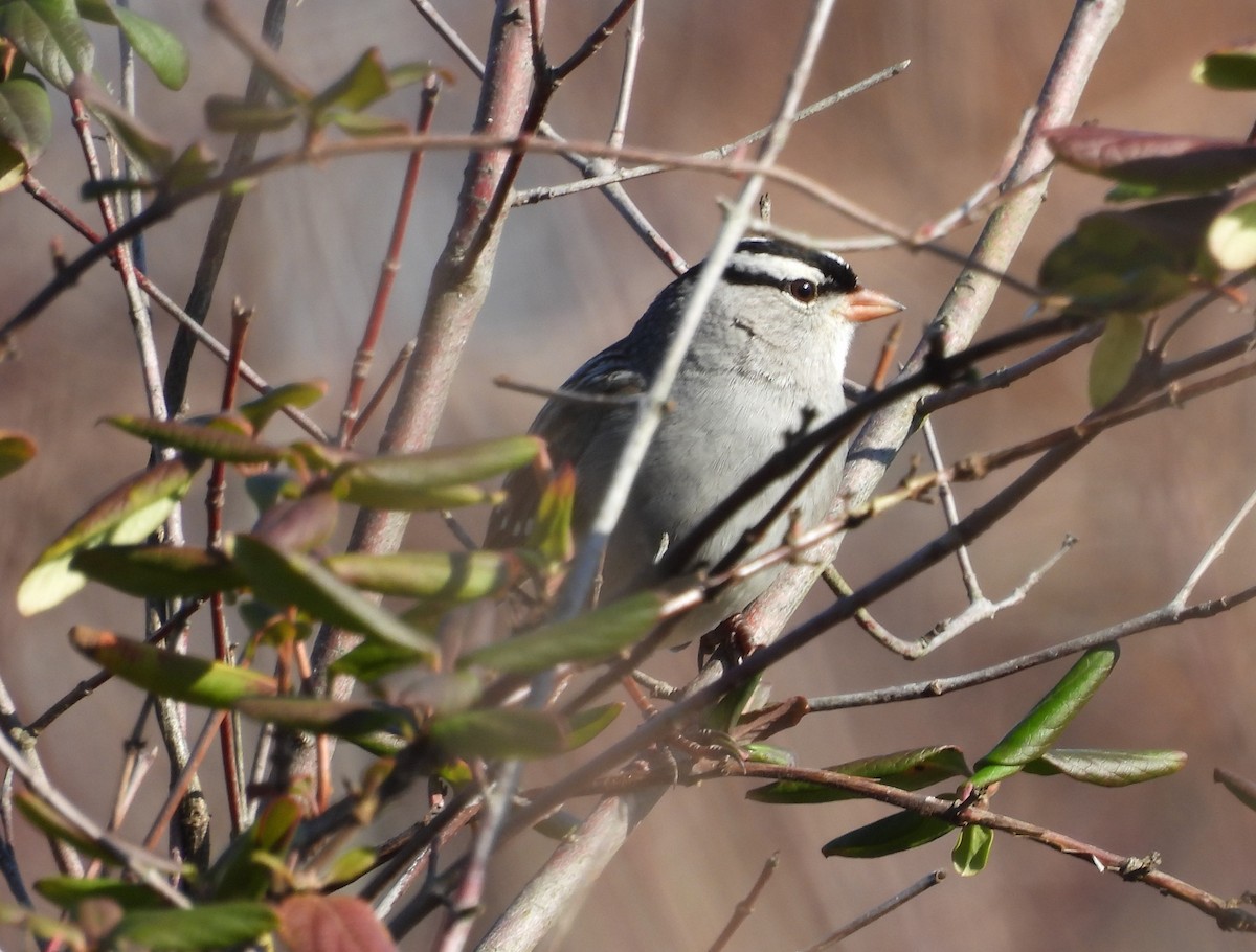 White-crowned Sparrow - ML398172181