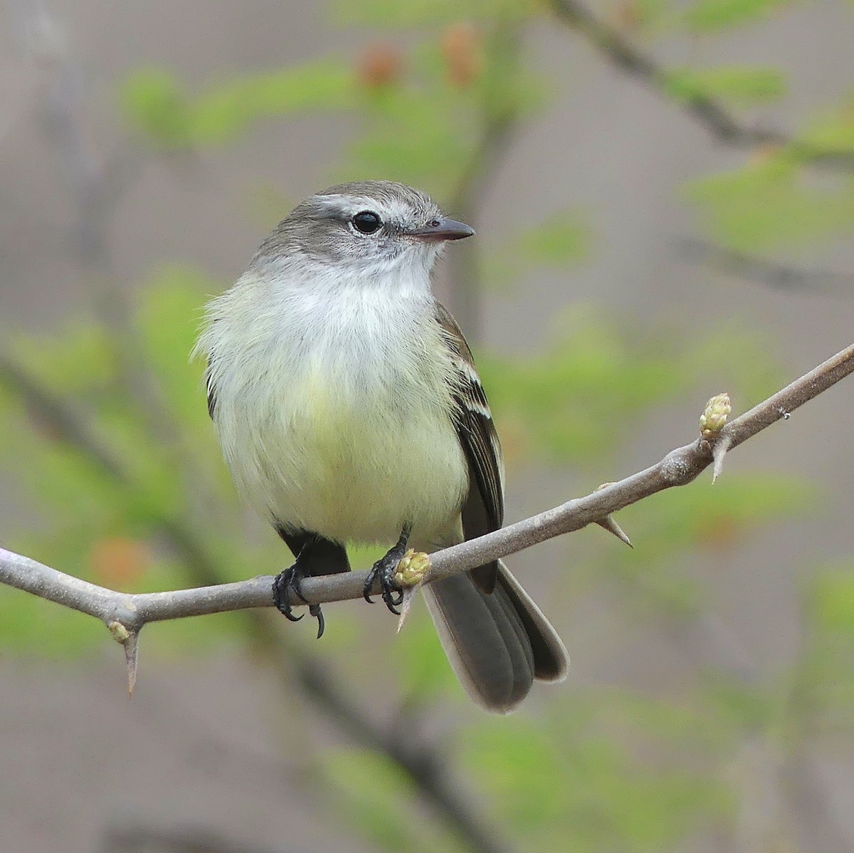 Southern Mouse-colored Tyrannulet - Jorge  Quiroga