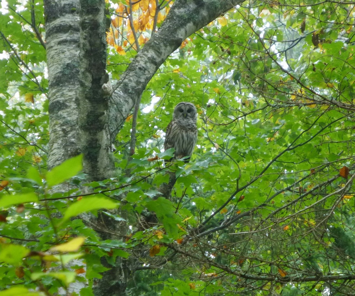 Barred Owl - tom aversa