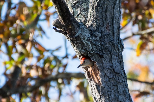 Red-bellied Woodpecker - Ed Bremer