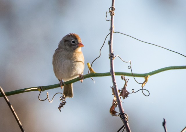Field Sparrow - Ed Bremer