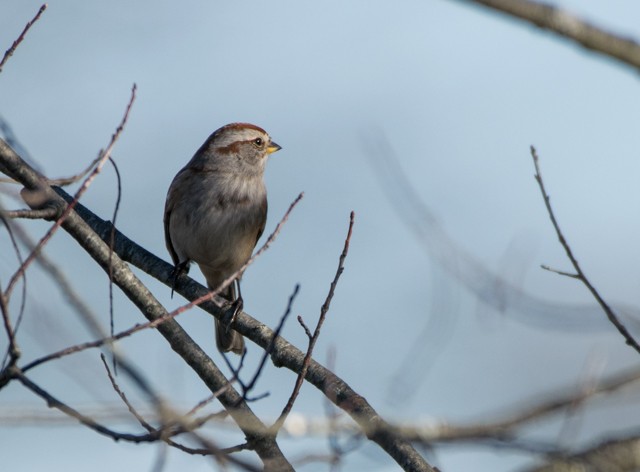 American Tree Sparrow - Ed Bremer