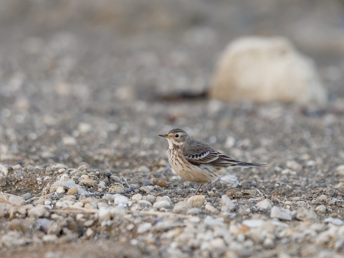 American Pipit - Mike Cameron