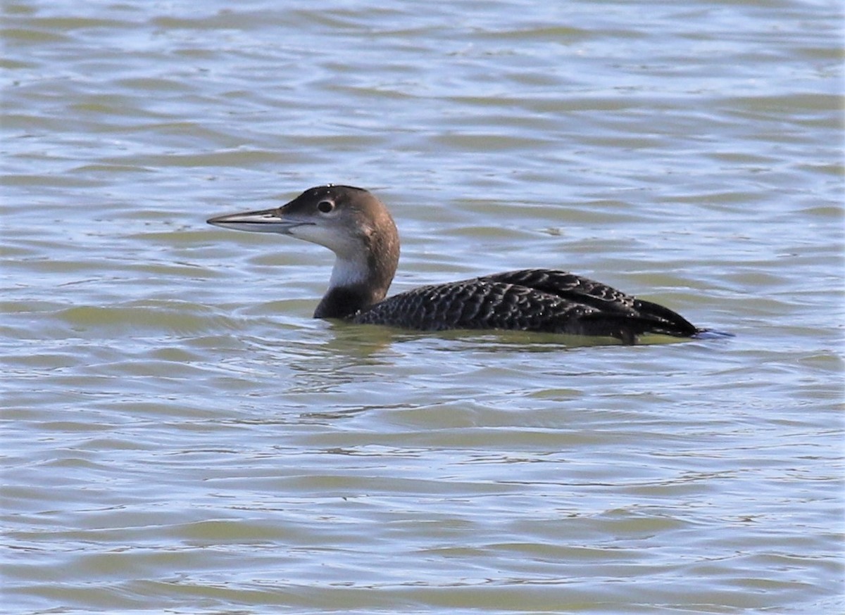 Common Loon - Mike Riley