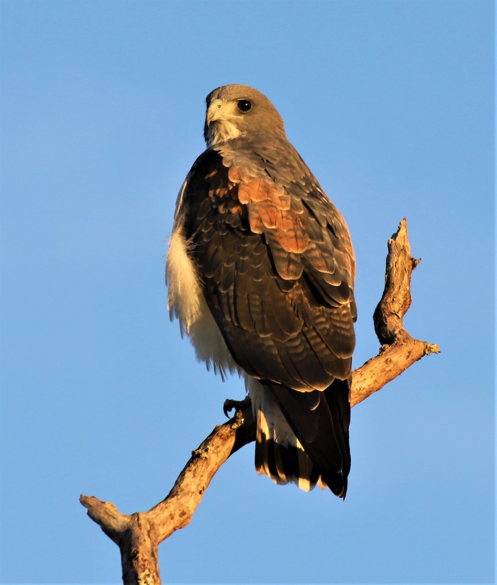 White-tailed Hawk - Mike Riley