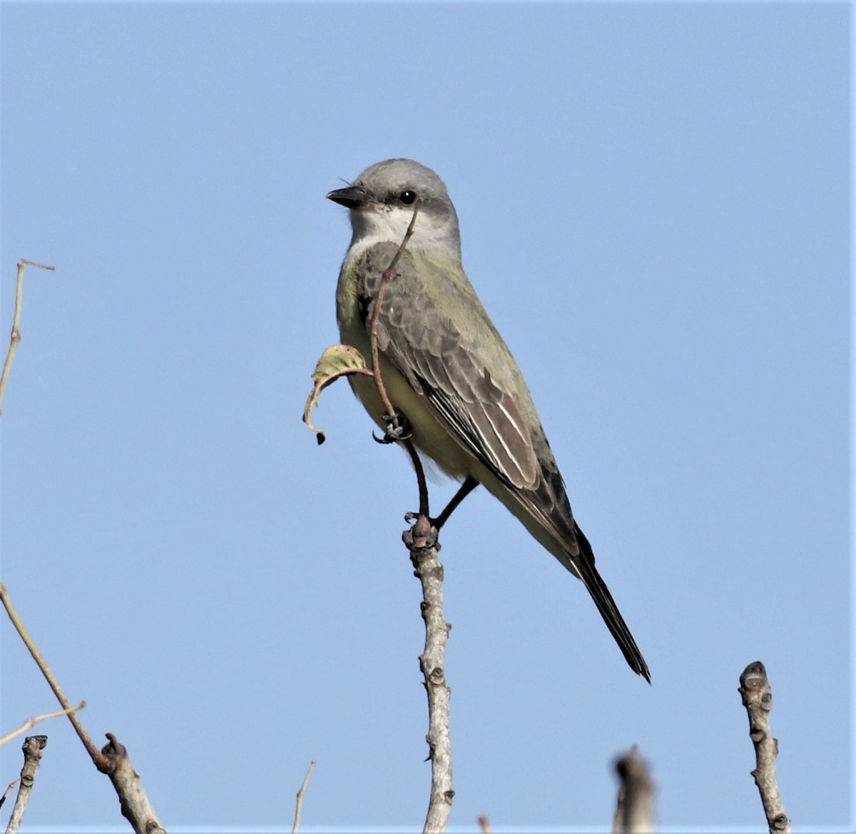 Couch's Kingbird - Mike Riley