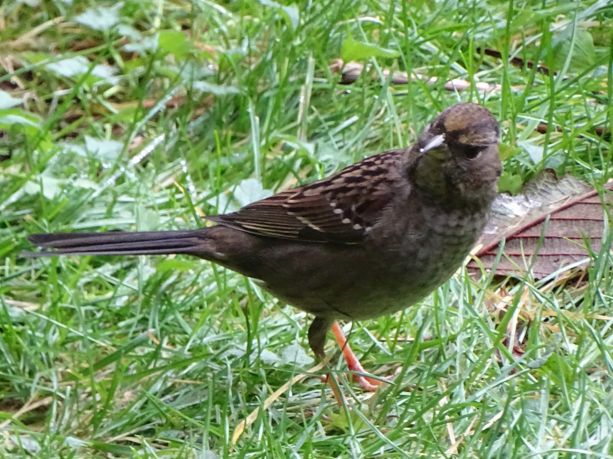 Golden-crowned Sparrow - ML398192181