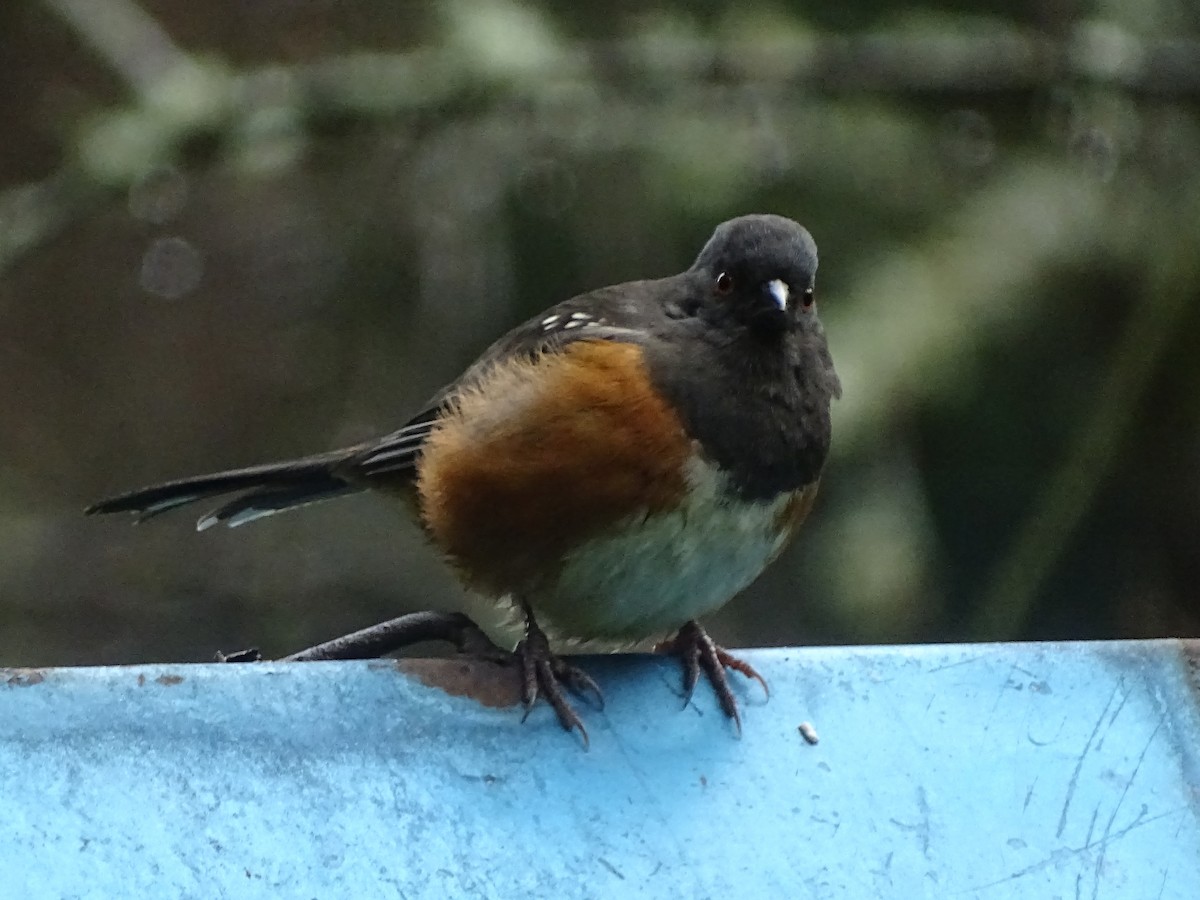 Spotted Towhee - ML398193571