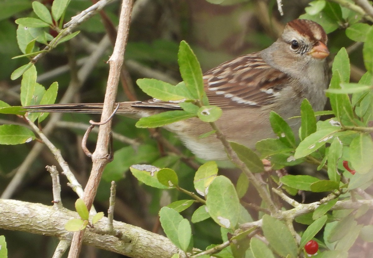 White-crowned Sparrow - ML398194641