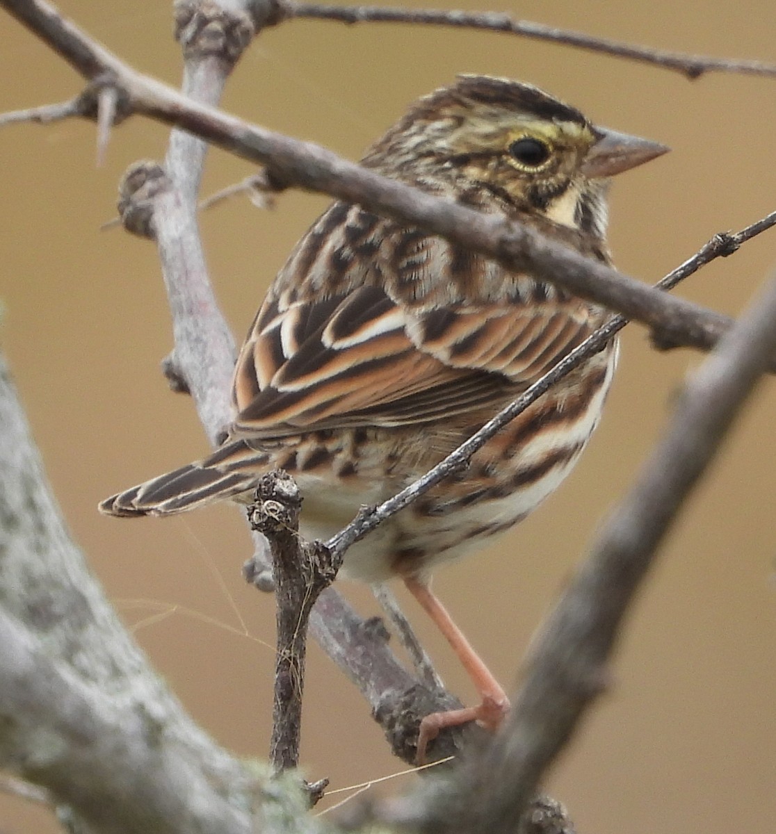 Savannah Sparrow - ML398195031