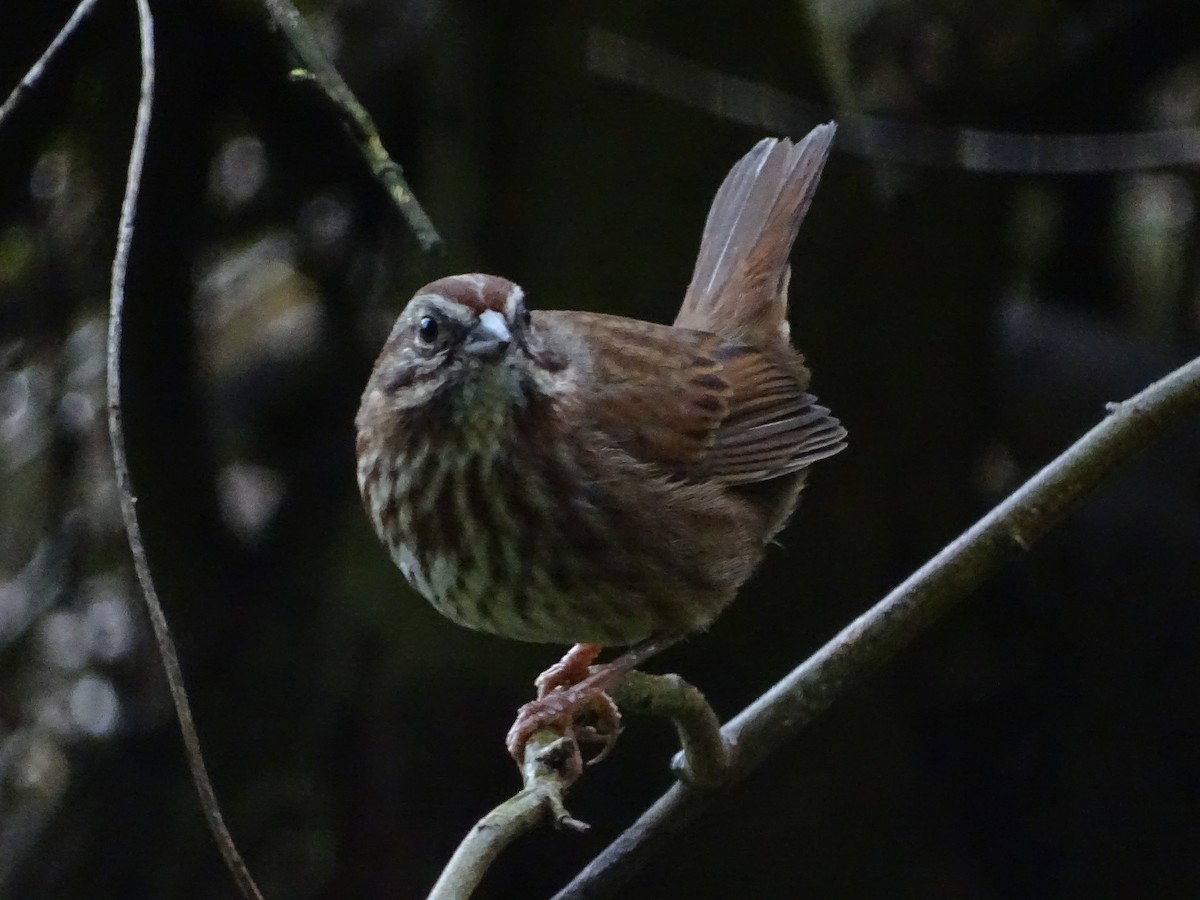 Song Sparrow - Cathi Bower