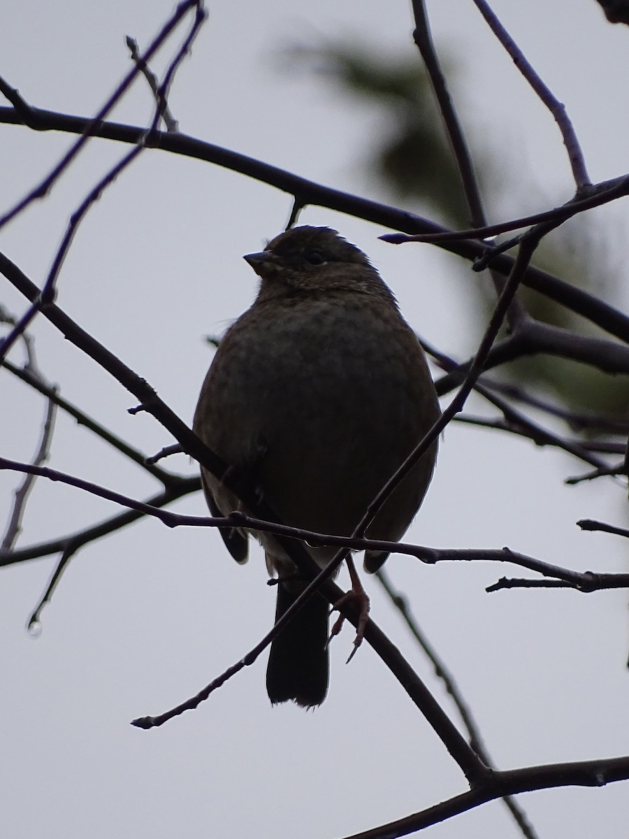 Golden-crowned Sparrow - ML398199091